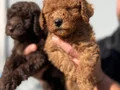 Micro Toypoodle Yavrular 