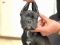 Safkan cane corso yavrular