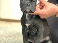 Safkan cane corso yavrular