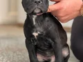 Safkan cane corso yavrular
