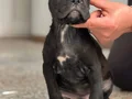 Safkan cane corso yavrular