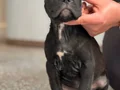 Safkan cane corso yavrular