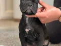 Safkan cane corso yavrular