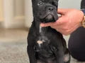 Safkan cane corso yavrular