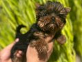 Mükemmel Yorkshire Terrier yavru