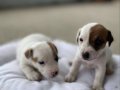 Kısa bacak Jack russell