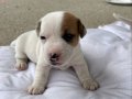 Kısa bacak Jack russell