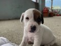 Kısa bacak Jack russell