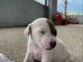 Kısa bacak Jack russell
