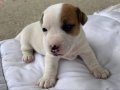 Kısa bacak Jack russell