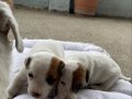 Kısa bacak Jack russell