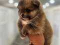 Pomeranian  Mikky Karşınızda