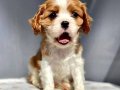 Cavalier Kingcharles Yavrularımız Irk Garantili
