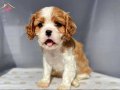 Cavalier Kingcharles Yavrularımız Irk Garantili