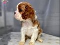 Cavalier Kingcharles Yavrularımız Irk Garantili