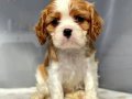 Cavalier Kingcharles Yavrularımız Irk Garantili