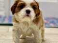 Orijinal King Charles Yavrular