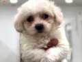 Pamuk gibi Maltese Terrier bebekler 