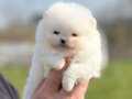 Beyaz TeaCup Boo Yavrumuz
