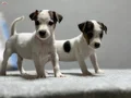 Jack Russel Yavrular Kıpır Kıpır 