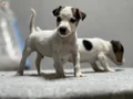 Jack Russel Yavrular Kıpır Kıpır 