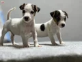 Jack Russel Yavrular Kıpır Kıpır 