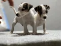 Jack Russel Yavrular Kıpır Kıpır 