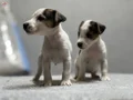 Jack Russel Yavrular Kıpır Kıpır 