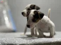 Jack Russel Yavrular Kıpır Kıpır 