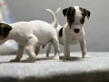 Jack Russel Yavrular Kıpır Kıpır 