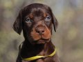 Mükemmel Görsel Doberman Yavru