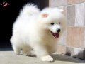 Büyüleyici Samoyed Bebekler 