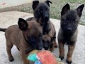 Karakteri Sağlam Zeki Belçika Malinois Yavruları