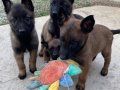 Karakteri Sağlam Zeki Belçika Malinois Yavruları