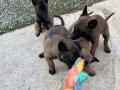 Karakteri Sağlam Zeki Belçika Malinois Yavruları