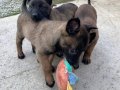 Karakteri Sağlam Zeki Belçika Malinois Yavruları
