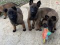 Karakteri Sağlam Zeki Belçika Malinois Yavruları