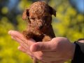 Mükemmel Toy Poodle Yavrularımız