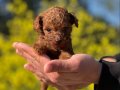 Mükemmel Toy Poodle Yavrularımız