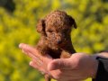 Mükemmel Toy Poodle Yavrularımız
