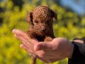 Mükemmel Toy Poodle Yavrularımız