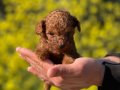 Mükemmel Toy Poodle Yavrularımız