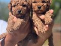 Orijinal Toy Poodle Yavrularımız