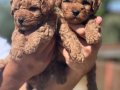 Orijinal Toy Poodle Yavrularımız