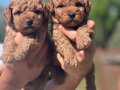 Orijinal Toy Poodle Yavrularımız