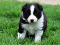 ShowLine Border Collie Yavrular