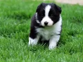 ShowLine Border Collie Yavrular