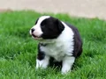 ShowLine Border Collie Yavrular