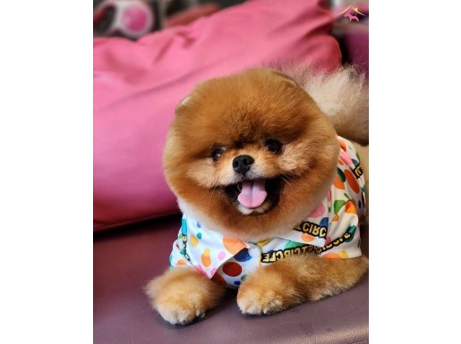 Efsane teddy bear mükemmel erkek