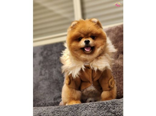 11aylık teddy bear orange mükemmel erkek